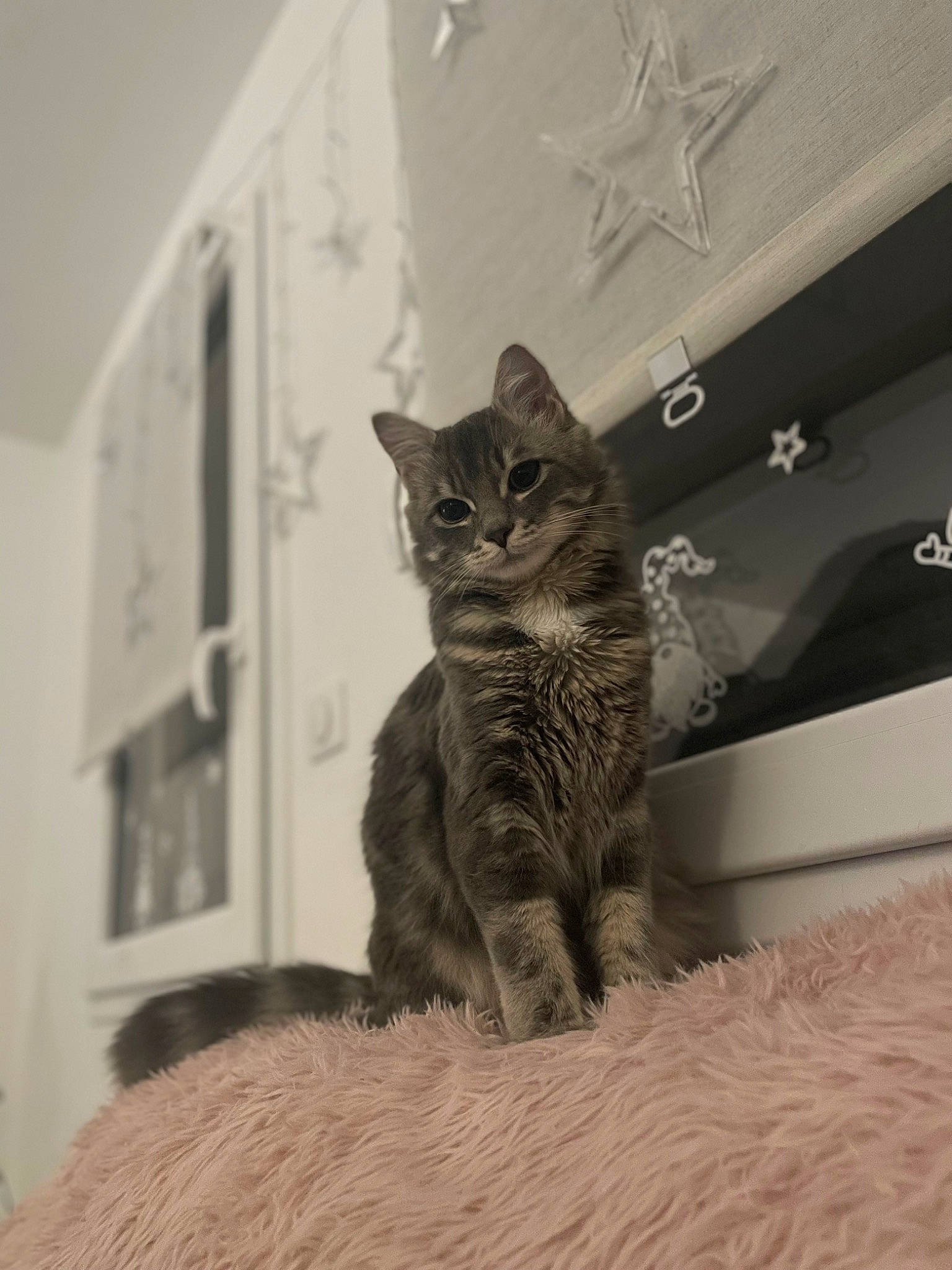 Salem a rejoint le concours — aidez-le/la à gagner de superbes lots ! carnivore, cat, claw, comfort, domestic_short_haired_cat, felidae, fur, grey, monochrome, monochrome_photography, paw, room, sitting, small_to_medium_sized_cats, snout, tail, terrestrial_animal, tree, whiskers, wood