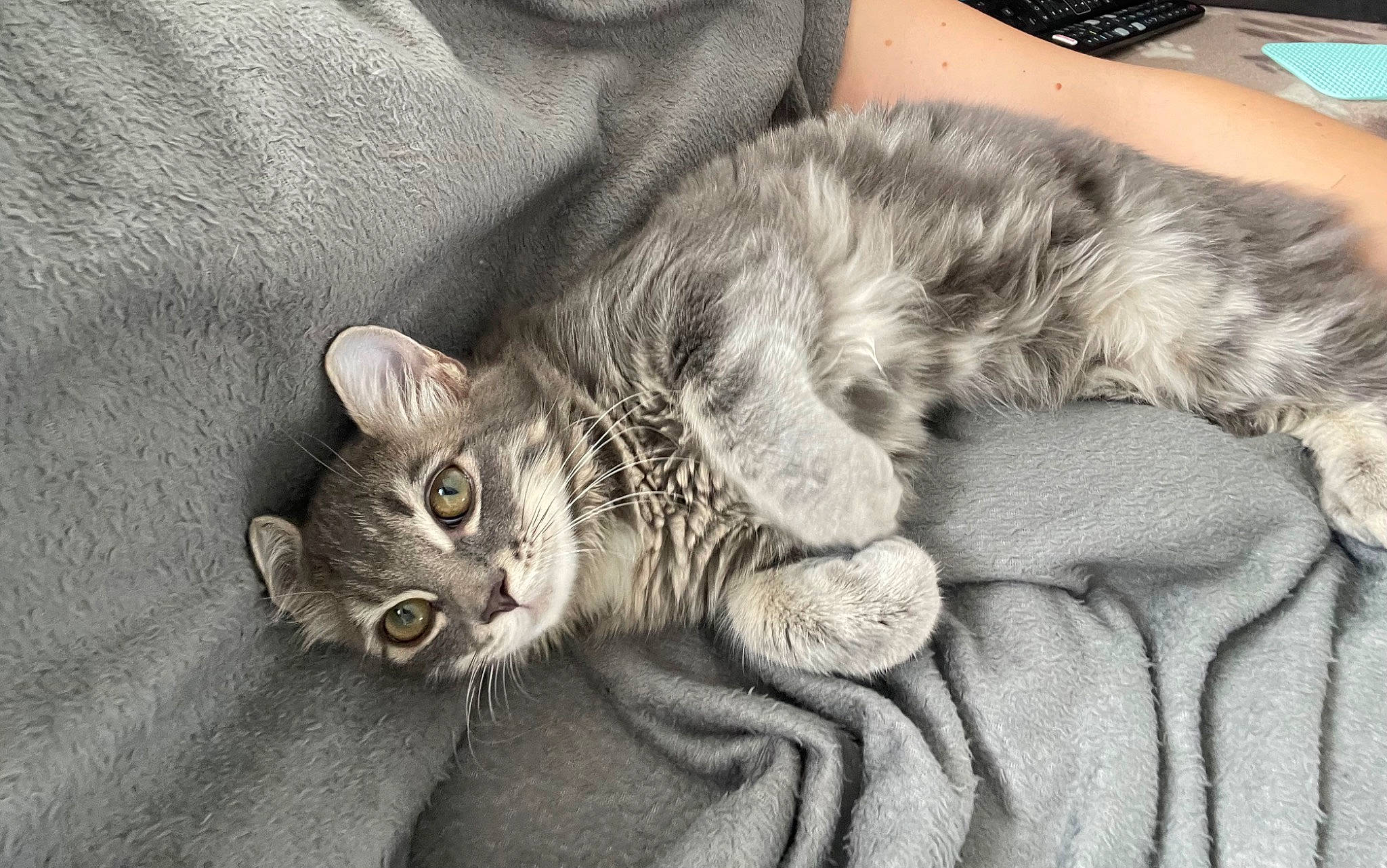 Salem participe au concours pour gagner de l'argent avec cette photo : carnivore, cat, claw, comfort, domestic_short_haired_cat, felidae, fur, grey, monochrome, nap, paw, sitting, small_to_medium_sized_cats, snout, tail, whiskers