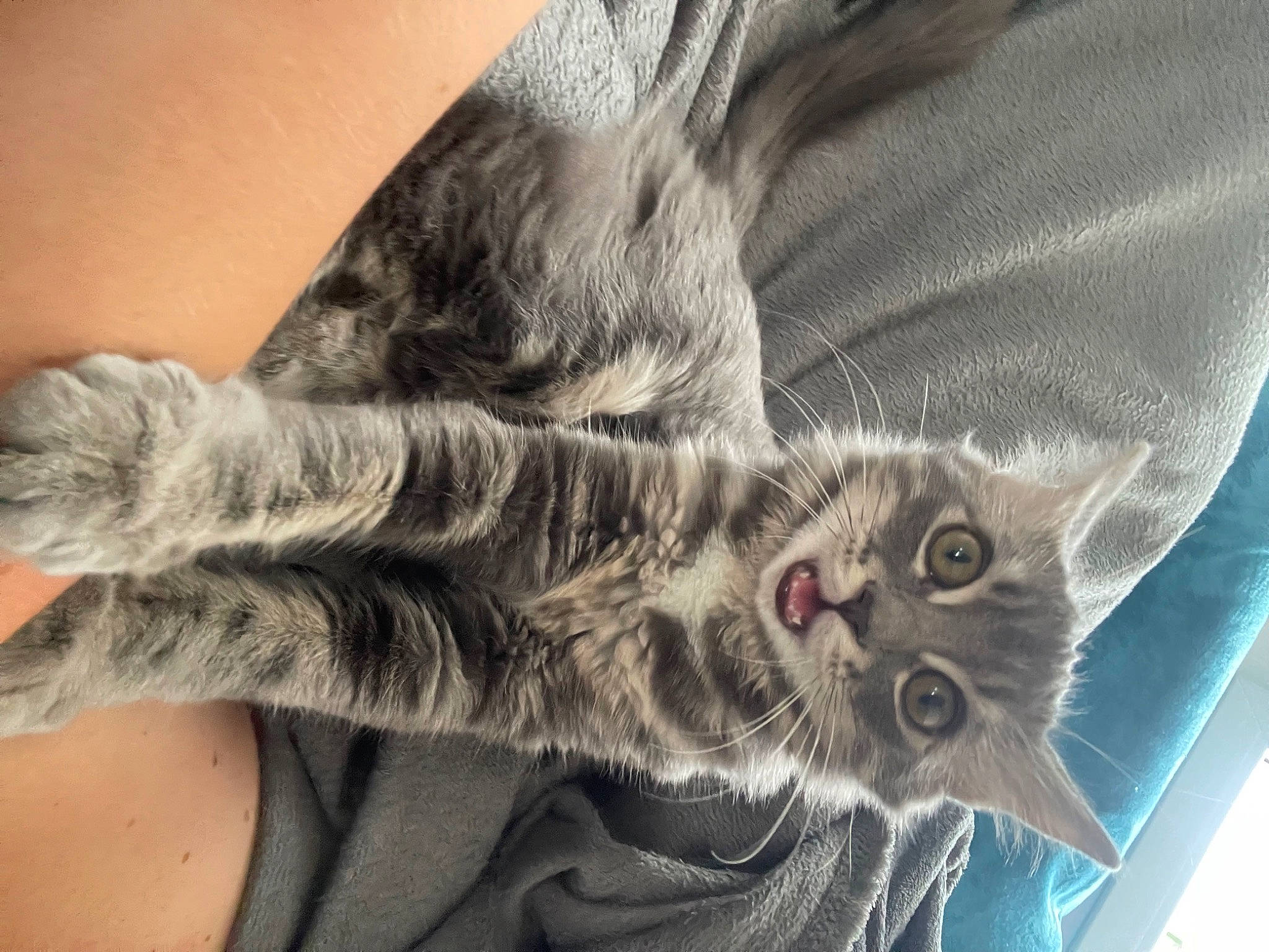 Salem participe au concours pour gagner de l'argent avec cette photo : carnivore, cat, claw, comfort, domestic_short_haired_cat, elbow, felidae, finger, foot, fur, gesture, grey, hand, human_leg, nail, paw, small_to_medium_sized_cats, tail, thigh, whiskers