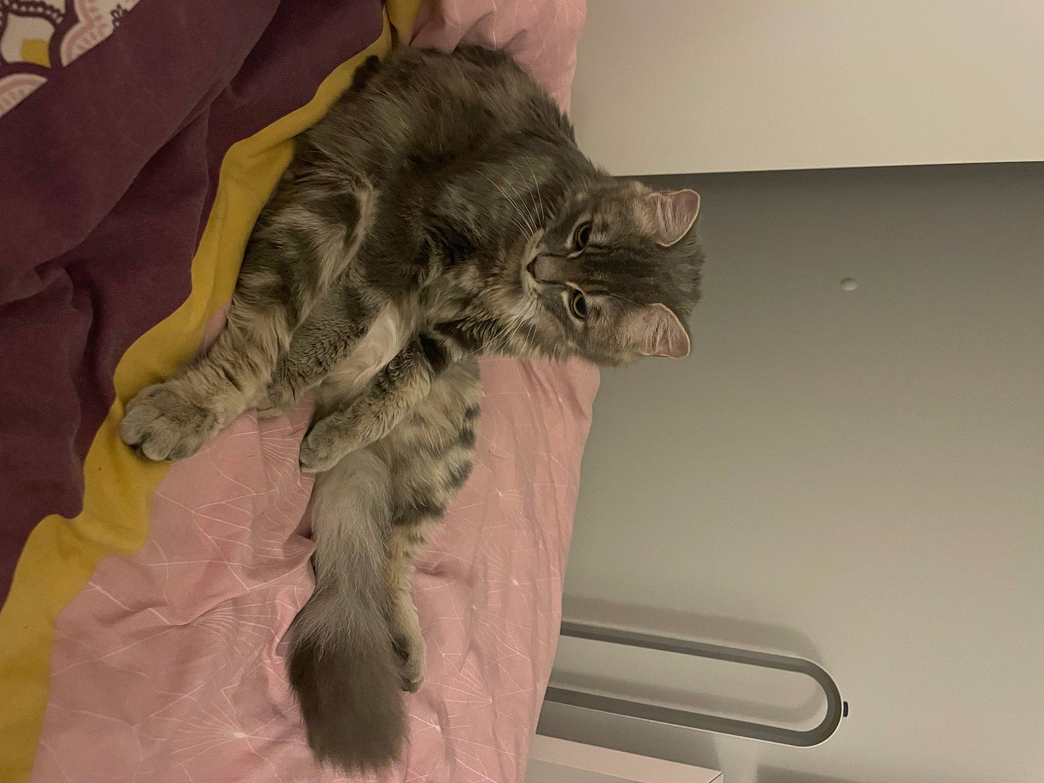 Salem participe au concours pour gagner de l'argent avec cette photo : carnivore, cat, claw, comfort, domestic_short_haired_cat, felidae, fur, paw, small_to_medium_sized_cats, tail, whiskers