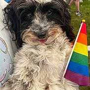 Tara joined the competition — help win amazing prizes! dog, fluffy, black_and_white, pride_flag, rainbow_flag, tongue_out, outdoor, grass, person, holding, cute, pet, animal, fur, close_up, event, colorful, celebration, happy, portrait