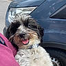 dog, pet, happy, smiling, tongue_out, curly_fur, black_and_white, collar, tag, person, purple_shirt, car, headlight, wheel, outdoor, street, closeup, portrait, animal, cute