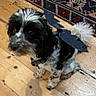 dog, black_and_white, bat_wings, costume, pet, wooden_floor, indoor, curious, small_dog, fluffy, fur, sitting, looking_up, decor, rug, playful, cute, animal, domestic_animal, companion