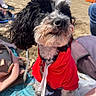 dog, puppy, red_hoodie, beach, blanket, sand, outdoor, pet, black_and_white, fur, leash, collar, cute, animal, sitting, sunny, daytime, closeup, canine, apparel