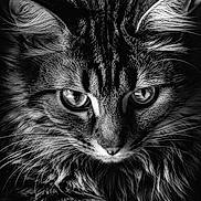 Baby participe au concours pour gagner de l'argent avec cette photo : animal, black_and_white, cat, close_up, detailed_texture, domestic_cat, ears, eyes, face, feline, fluffy, fur, looking_down, macro, monochrome, muzzle, pet, portrait, whiskers, wildlife