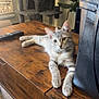 cat, kitten, tabby, wooden_table, cat_tree, plant, remote_control, black_bag, indoor, home, furniture, floor, relaxing, curious, pet, domestic_animal, animal, cute, young, resting