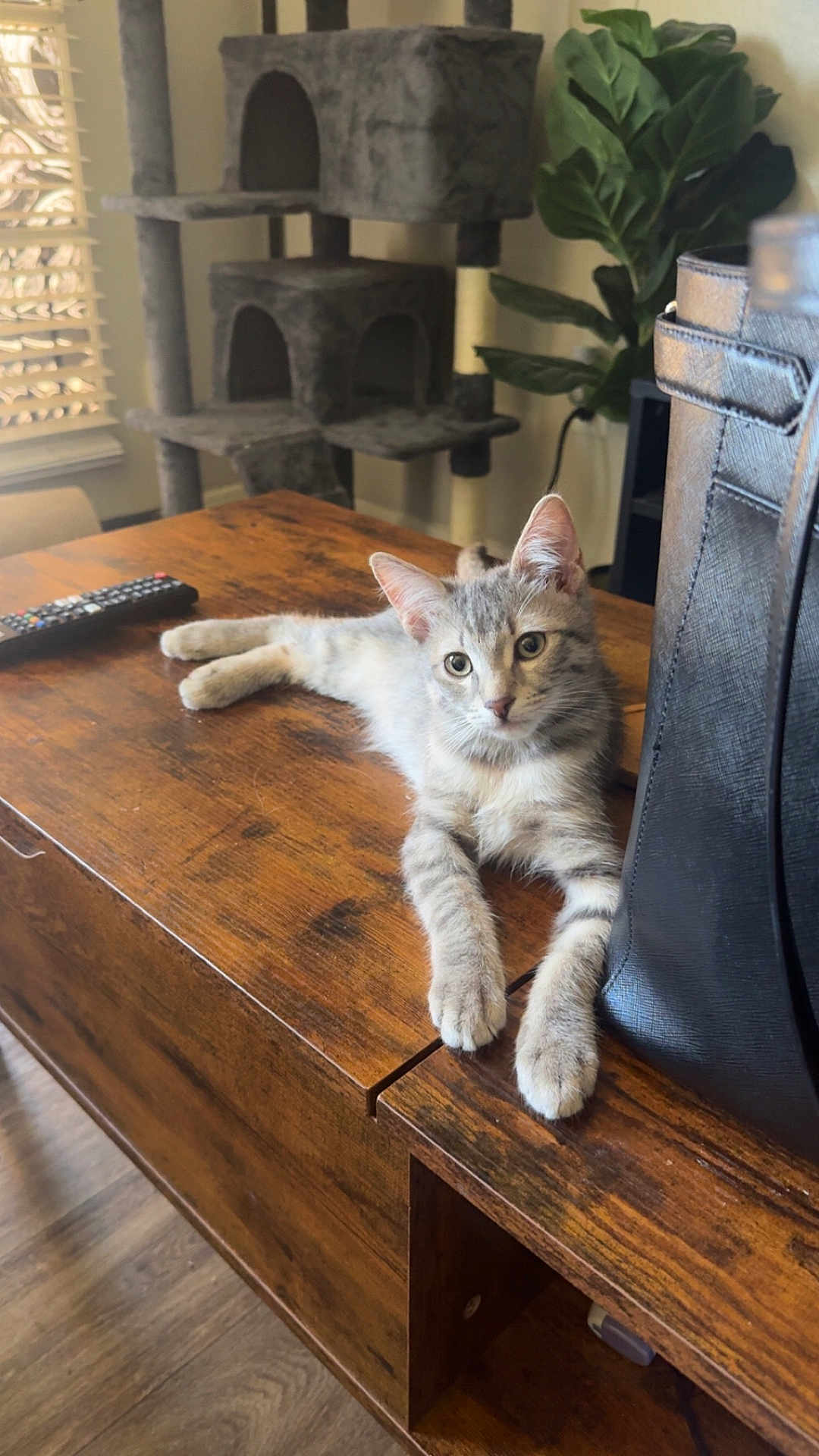 Benny is registered to the contest to win money with this photo: cat, kitten, tabby, wooden_table, cat_tree, plant, remote_control, black_bag, indoor, home, furniture, floor, relaxing, curious, pet, domestic_animal, animal, cute, young, resting