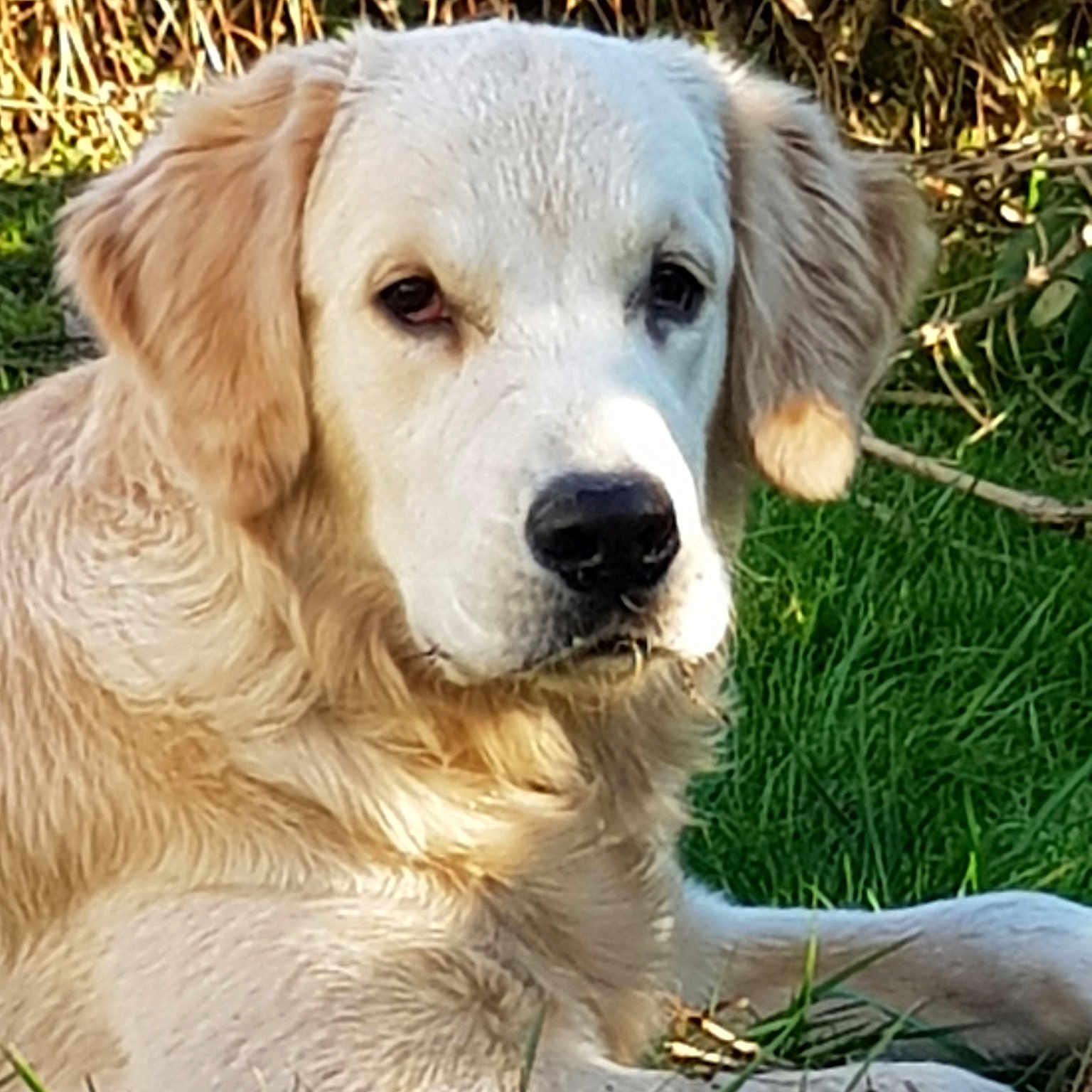 Oscar participe au concours pour gagner de l'argent avec cette photo : akbash_dog, canidae, carnivore, companion_dog, dog, dog_breed, fawn, golden_retriever, labrador_retriever, mammal, puppy, rare_breed_dog, retriever, sporting_group, vertebrate