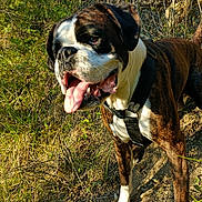 Thor a rejoint le concours — aidez-le/la à gagner de superbes lots ! animal, bodypart, bostonbull, boxer, bulldog, canine, dog, frenchbulldog, grass, hound, mouth, person, pet, pitbull, plant, pointer, puppy, saintbernard, tongue, vegetation