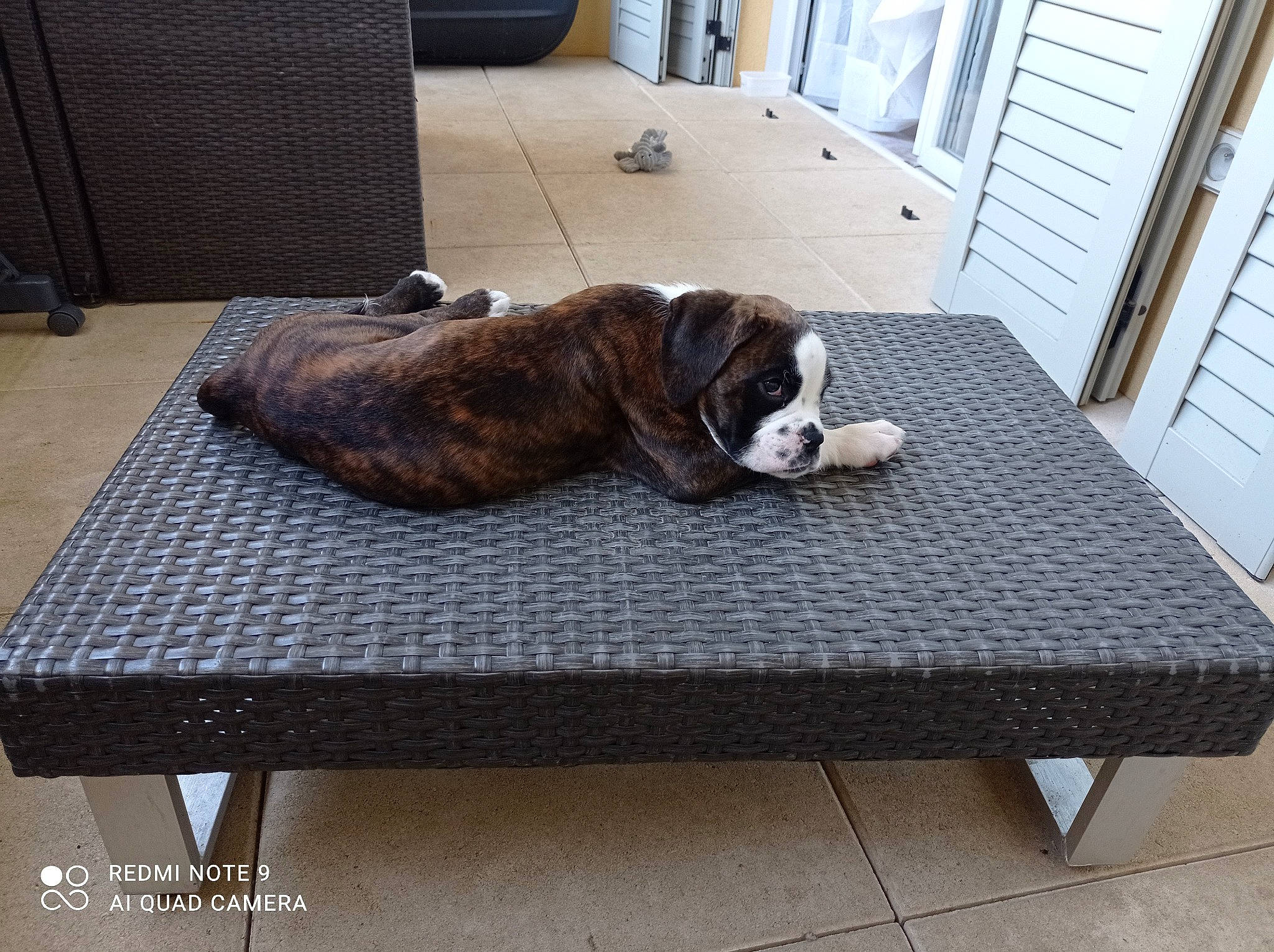 Thor participe au concours pour gagner de l'argent avec cette photo : carnivore, comfort, companion_dog, dog, dog_breed, door, fawn, floor, flooring, hardwood, liver, mat, outdoor_furniture, rectangle, studio_couch, table, tail, wood, wood_stain, working_animal