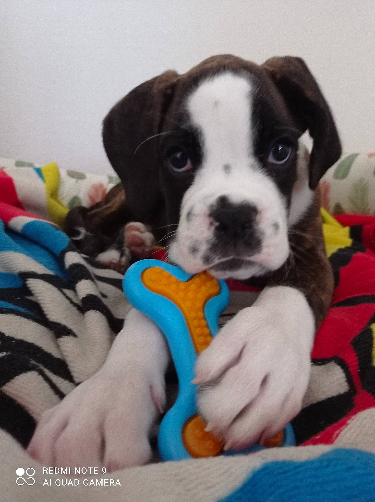 Thor participe au concours pour gagner de l'argent avec cette photo : boston_terrier, carnivore, comfort, companion_dog, dog, dog_breed, dog_supply, fawn, french_bulldog, fur, hand, nail, paw, puppy_love, sitting, snout, thigh, toy_dog, working_animal, wrist