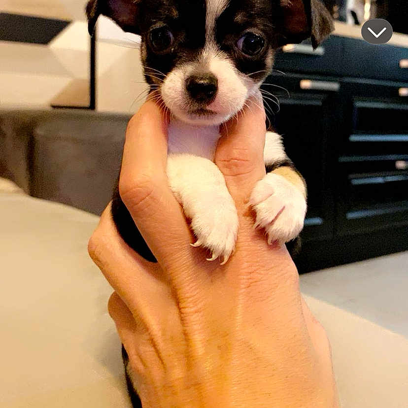 Mia participe au concours pour gagner de l'argent avec cette photo : accessories, animal, architecture, bodypart, bostonbull, building, bulldog, canine, chihuahua, dog, finger, hand, house, housing, jewelry, person, pet, puppy, staircase, text