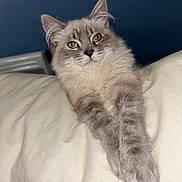 Vicky participe au concours pour gagner de l'argent avec cette photo : cat, fluffy, gray, white, pet, animal, relaxed, paws, indoor, portrait, feline, cute, fur, whiskers, resting, domestic, long_hair, close_up, blue_background, soft