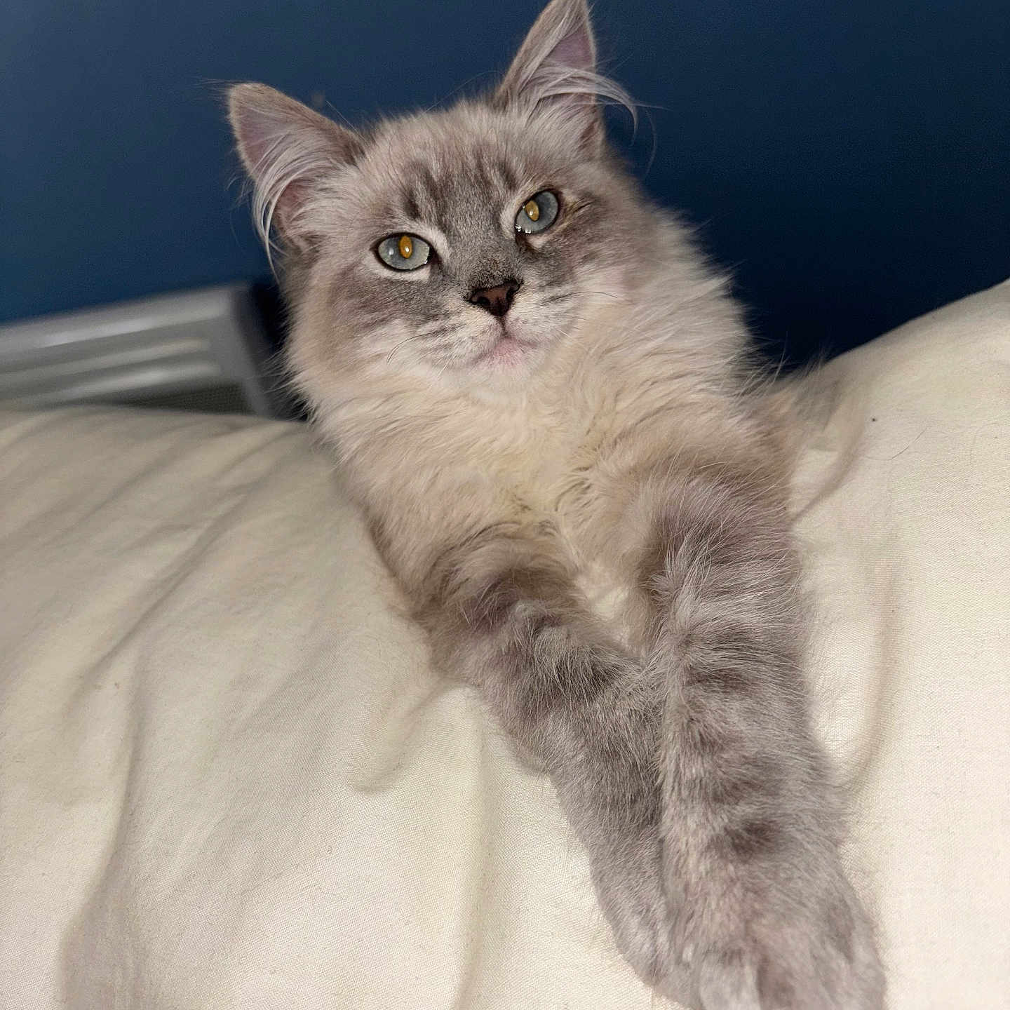 Vicky participe au concours pour gagner de l'argent avec cette photo : animal, blue_background, cat, close_up, cute, domestic, feline, fluffy, fur, gray, indoor, long_hair, paws, pet, portrait, relaxed, resting, soft, whiskers, white