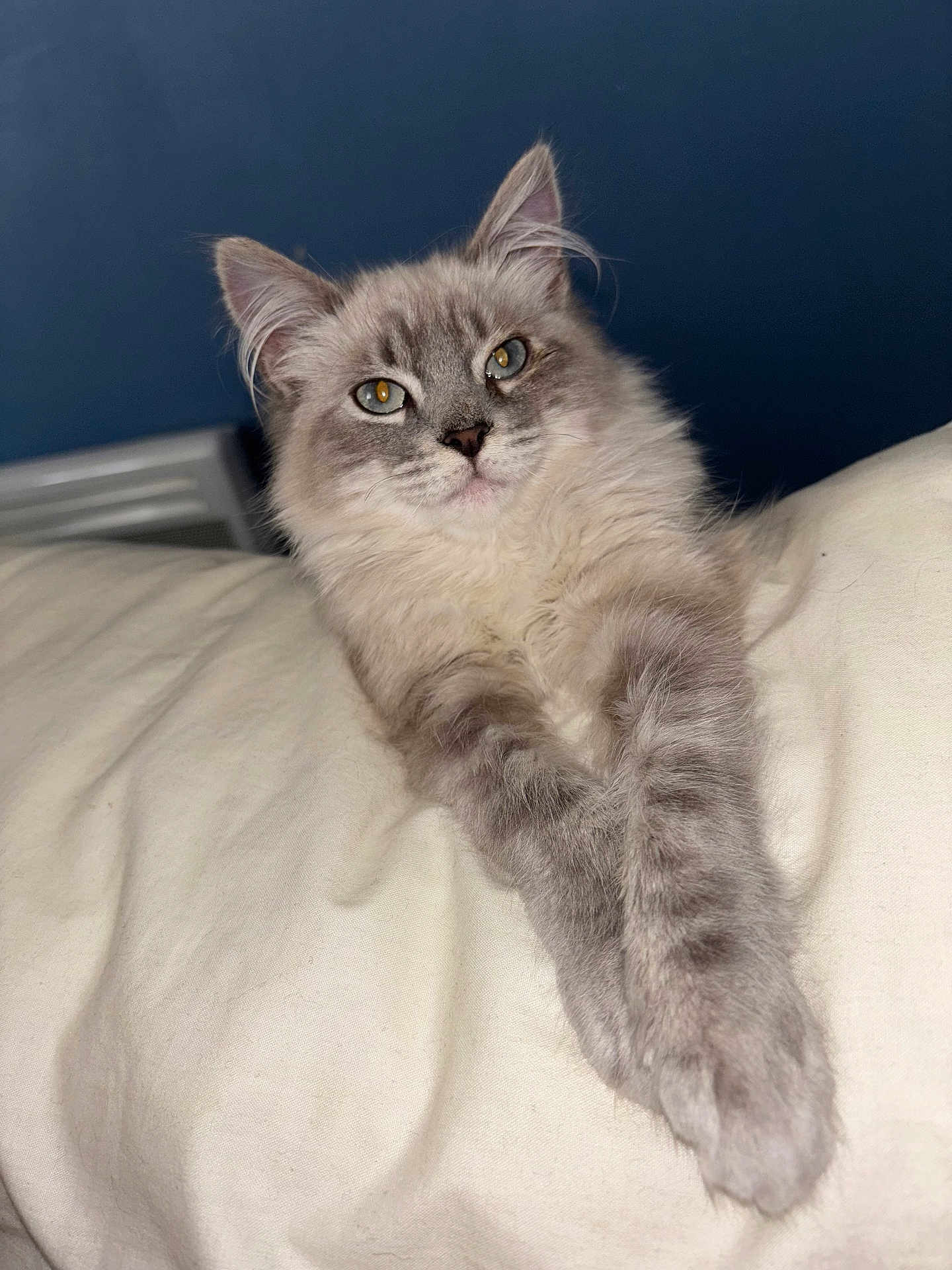 Vicky participe au concours pour gagner de l'argent avec cette photo : cat, fluffy, gray, white, pet, animal, relaxed, paws, indoor, portrait, feline, cute, fur, whiskers, resting, domestic, long_hair, close_up, blue_background, soft