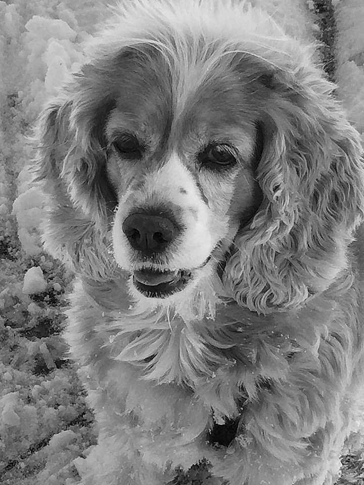Bailey