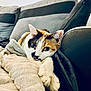 blanket, calico_cat, cat, close_up, cozy, cushion, domestic_animal, ears, fur, green_eyes, indoor, living_room, paw, pet, portrait, relaxed, resting, sofa, upholstery, whiskers