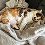 blanket, calico_cat, cat, closeup, couch, cozy, domestic_animal, feline, fur, indoor, pattern, paws, pet, portrait, relaxation, resting, sleeping, sleepy, soft_texture, whiskers