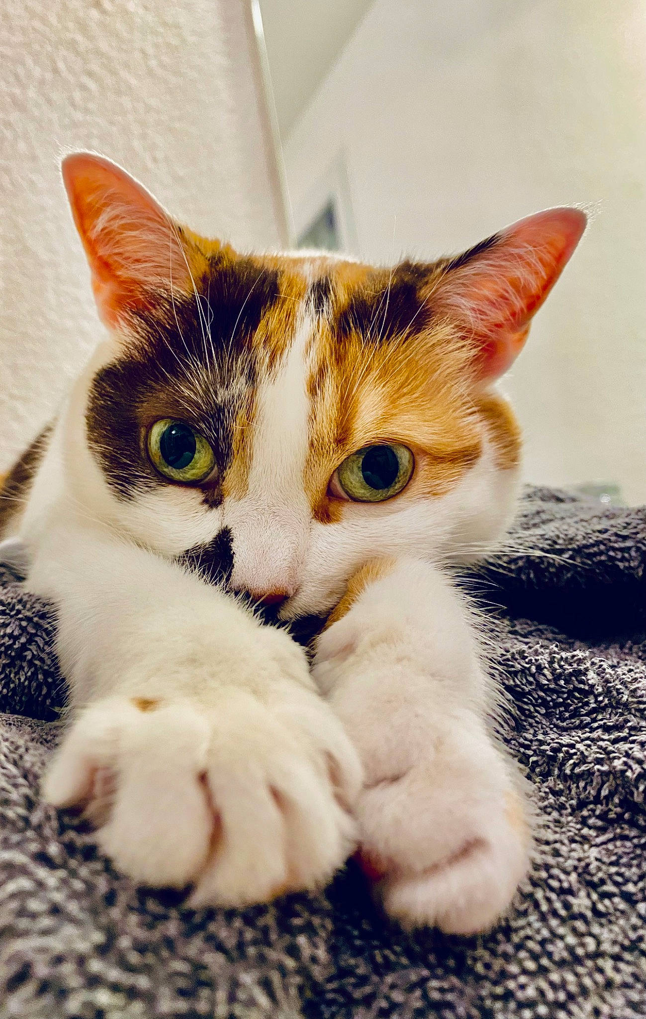 Ninou participe au concours pour gagner de l'argent avec cette photo : art, carnivore, cat, claw, comfort, domestic_short_haired_cat, fawn, felidae, foot, fur, paw, sitting, small_to_medium_sized_cats, snout, tail, toe, whiskers