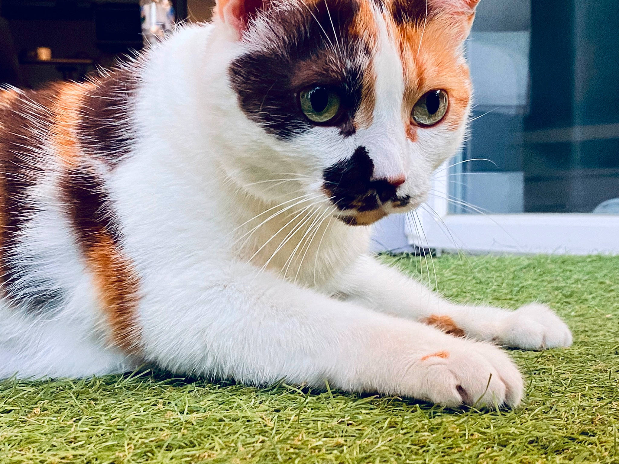 Ninou participe au concours pour gagner de l'argent avec cette photo : carnivore, cat, domestic_short_haired_cat, fawn, felidae, foot, fur, grass, paw, plant, sitting, small_to_medium_sized_cats, snout, tail, terrestrial_animal, whiskers, window