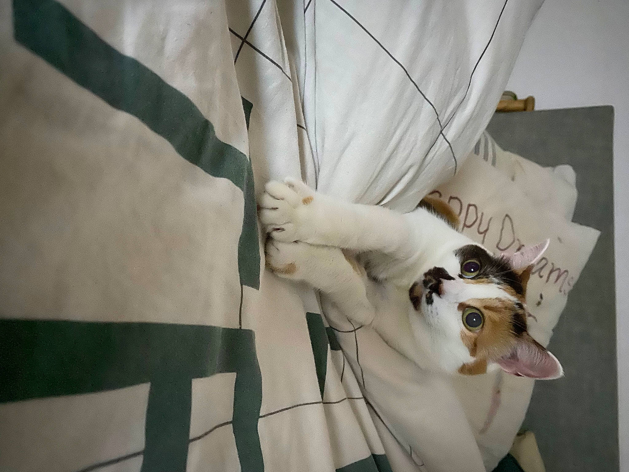 Ninou a rejoint le concours — aidez-le/la à gagner de superbes lots ! bag, carnivore, cat, comfort, domestic_short_haired_cat, elbow, fashion_accessory, felidae, fur, linens, monochrome, monochrome_photography, pattern, room, sleeve, small_to_medium_sized_cats, tail, whiskers