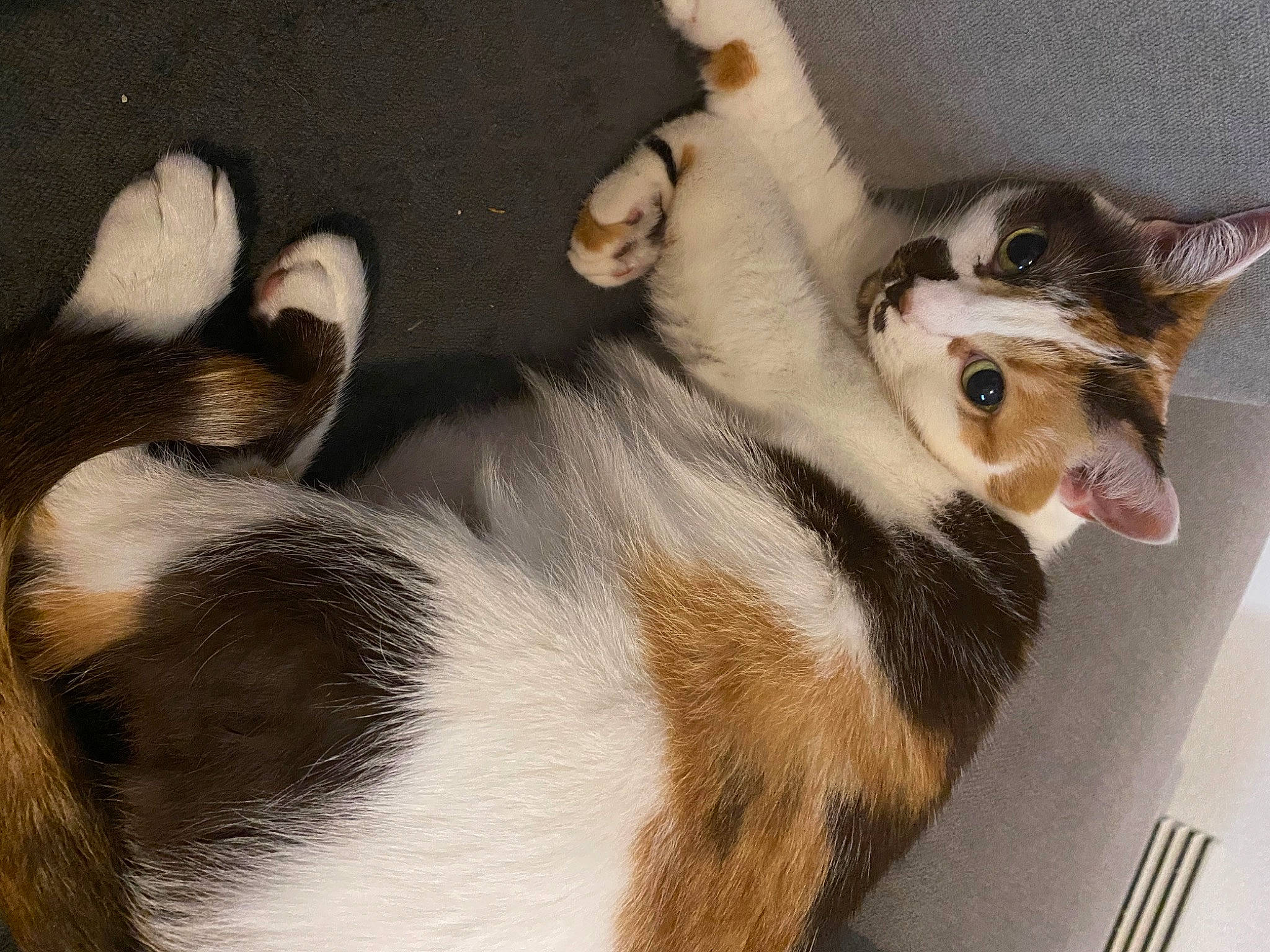 Ninou a rejoint le concours — aidez-le/la à gagner de superbes lots ! canidae, carnivore, cat, claw, comfort, companion_dog, dog_breed, domestic_short_haired_cat, fawn, felidae, fur, paw, small_to_medium_sized_cats, snout, sporting_group, tail, terrestrial_animal, whiskers