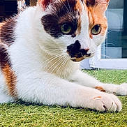 Ninou a rejoint le concours — aidez-le/la à gagner de superbes lots ! animal, calico_cat, cat, close_up, curious, cute, domestic_animal, feline, focused, fur, grass, green_eyes, indoor, mammal, natural_light, paw, pet, resting, soft_fur, whiskers