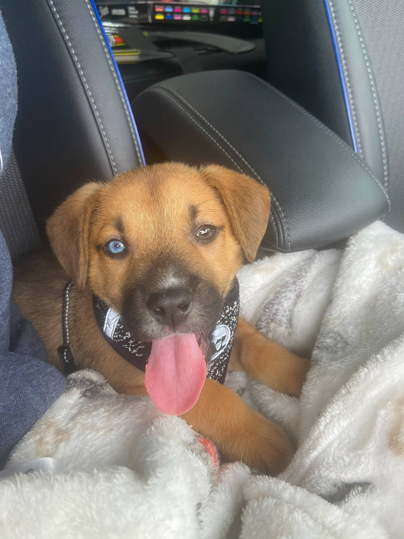 Levi is registered to the contest to win money with this photo: beagador, black_mouth_cur, canidae, carnivore, companion_dog, dog, dog_breed, ear, fawn, mammal, potcake_dog, puggle, puppy, puppy_love, rare_breed_dog, rhodesian_ridgeback, snout, vertebrate, whiskers