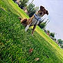 Drako M joined the competition — help win amazing prizes! dog, grass, park, outdoor, greenery, bandana, pet, animal, nature, leash, tree, sky, daytime, canine, sitting, cute, head_tilt, playful, summer, recreation