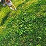 Drako M is registered to the contest to win money with this photo: dog, running, grass, outdoor, person, happy, pet, playful, daytime, leash, greenery, canine, excited, nature, animal, young_dog, active, sunlight, smiling, casual_clothing