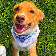 Drako M joined the competition — help win amazing prizes! dog, happy, smiling, bandana, grass, outdoor, pet, canine, playful, closeup, tongue, friendly, animal, fur, white, brown, paw, nose, ears, footwear