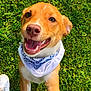 dog, happy, smiling, bandana, grass, outdoor, pet, canine, playful, closeup, tongue, friendly, animal, fur, white, brown, paw, nose, ears, footwear