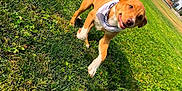 Drako M is registered to the contest to win money with this photo: dog, grass, outdoor, running, pet, bandana, animal, playful, greenery, sunlight, happy, ears, tail, park, nature, canine, motion, daytime, cute, fun
