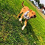 dog, grass, outdoor, running, pet, bandana, animal, playful, greenery, sunlight, happy, ears, tail, park, nature, canine, motion, daytime, cute, fun