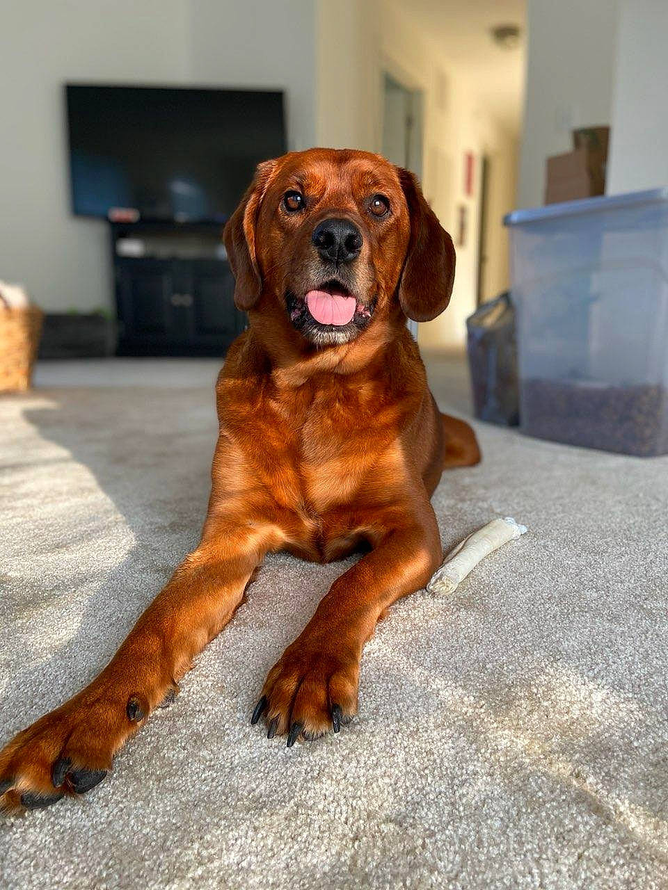 Bubba joined the competition — help win amazing prizes! canidae, carnivore, collar, companion_dog, dog, dog_breed, dog_collar, fawn, floor, flooring, fur, hound, liver, pet_supply, snout, sporting_group, tan, television, whiskers, working_animal