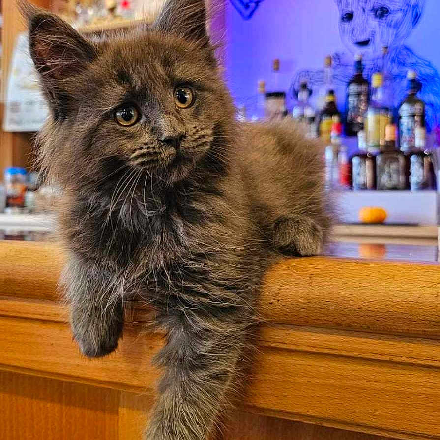 Groot a rejoint le concours — aidez-le/la à gagner de superbes lots ! alcohol, animal, bar, barcounter, bartender, beverage, cat, computerhardware, electronics, furniture, hardware, hardwood, kitten, monitor, person, pet, pub, screen, table, wood
