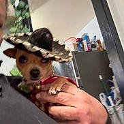 Molly is registered to the contest to win money with this photo: blur, broom, brown_dog, cabinet, cute, decor, dog, face, food_boxes, funny, hat, holding, household, indoor, person_hand, pet, plant, red_clothing, small_dog, sombrero