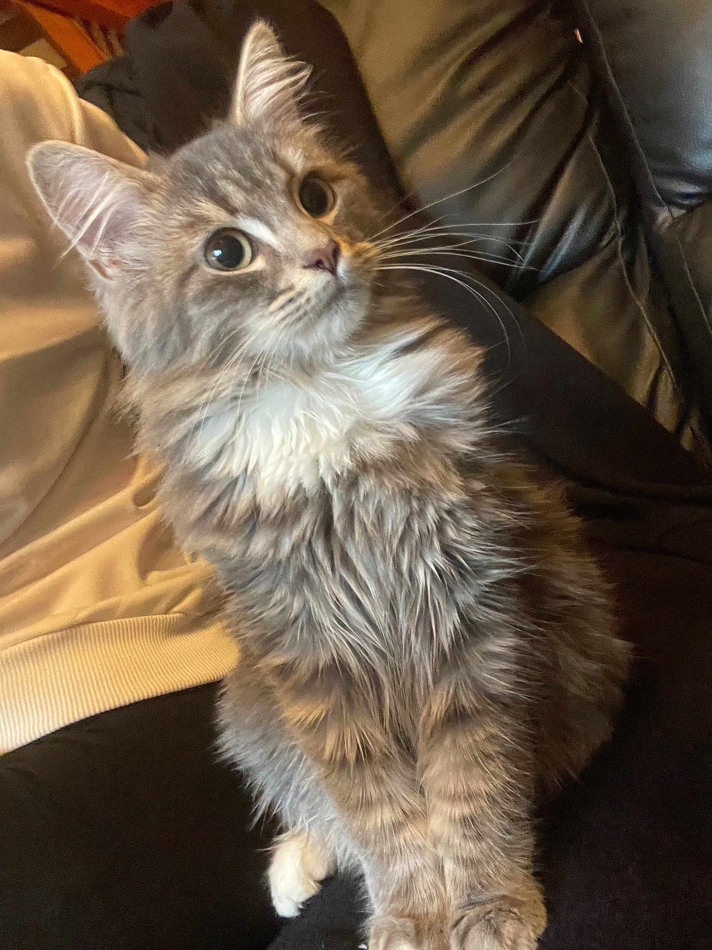 Gribouille a rejoint le concours — aidez-le/la à gagner de superbes lots ! cat, kitten, gray_cat, fluffy, long_hair, whiskers, big_eyes, looking_up, sitting, couch, sofa, indoor, pet, close_up, portrait, paws, white_chest, furry, domestic_cat, adorable