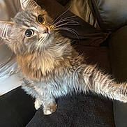 Gribouille participe au concours pour gagner de l'argent avec cette photo : cat, tabby, feline, pet, whiskers, long_hair, fluffy, wide_eyes, curious, paw, couch, sofa, leather, indoor, living_room, portrait, sitting, fur_texture, head_tilt, close_up