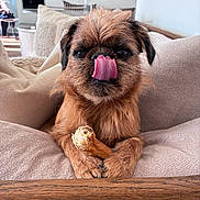 Bowie participe au concours pour gagner de l'argent avec cette photo : dog, pet, indoor, cushion, chair, bone, tongue, licking, brown_fur, cute, small_dog, paw, cozy, furniture, closeup, animal, companion, resting, comfortable, domestic