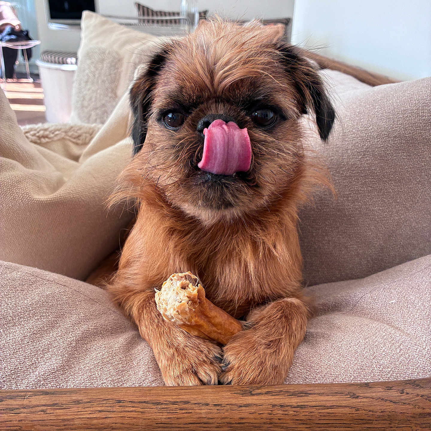 Bowie participe au concours pour gagner de l'argent avec cette photo : dog, pet, indoor, cushion, chair, bone, tongue, licking, brown_fur, cute, small_dog, paw, cozy, furniture, closeup, animal, companion, resting, comfortable, domestic