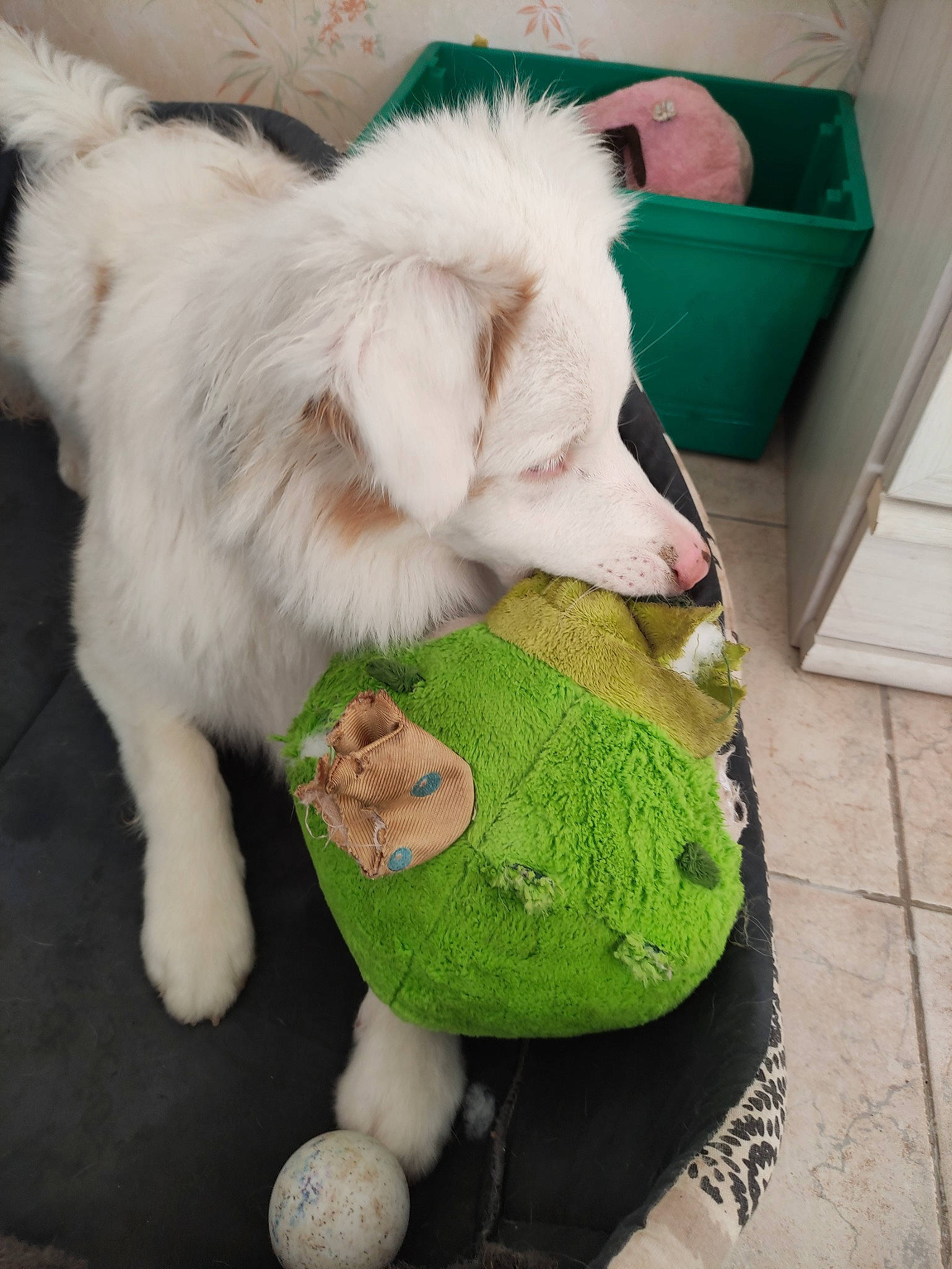 Taya participe au concours pour gagner de l'argent avec cette photo : american_eskimo_dog, canidae, carnivore, companion_dog, dog, dog_breed, dog_toy, felidae, fur, green, japanese_spitz, paw, samoyed, small_to_medium_sized_cats, snout, spitz, sporting_group, tail, volpino_italiano, whiskers