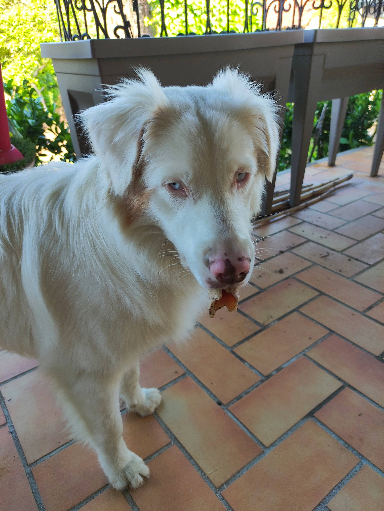 Taya participe au concours pour gagner de l'argent avec cette photo : ancient_dog_breeds, canidae, carnivore, companion_dog, dog, dog_breed, fawn, flooring, fur, plant, small_greek_domestic_dog, snout, sporting_group, tail, tile_flooring, whiskers, working_animal, working_dog
