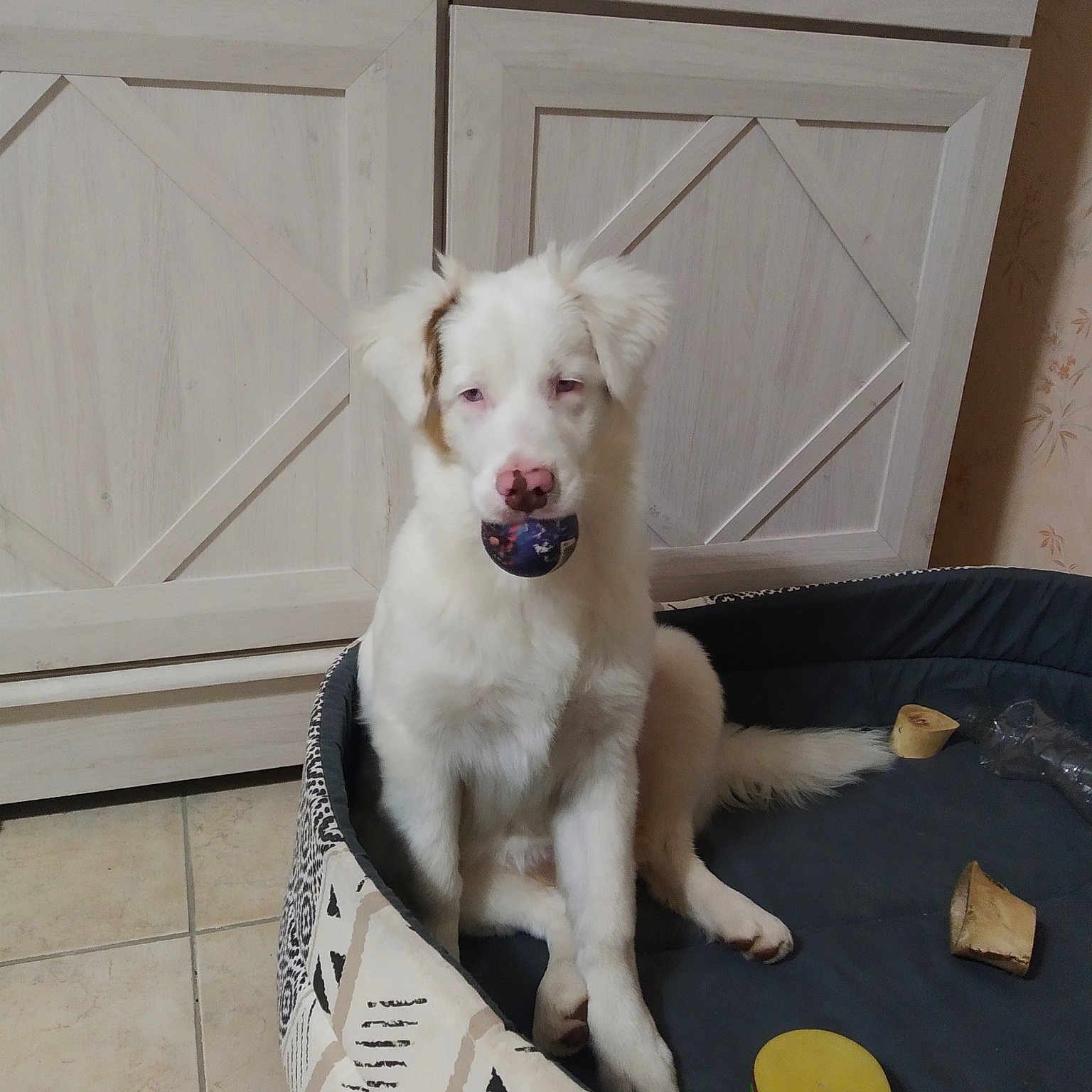 Taya participe au concours pour gagner de l'argent avec cette photo : canidae, carnivore, collar, companion_dog, dog, dog_breed, dog_supply, door, fang, fawn, flooring, home_door, non_sporting_group, paw, pet_supply, snout, sporting_group, tail, working_animal