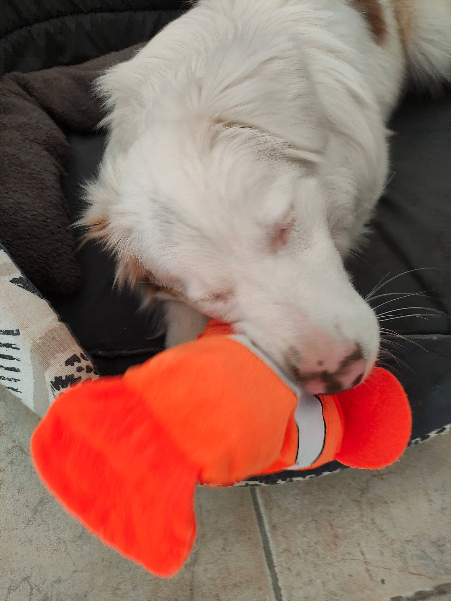 Taya participe au concours pour gagner de l'argent avec cette photo : ball, carmine, carnivore, collar, comfort, companion_dog, dog, dog_breed, dog_collar, dog_supply, dog_toy, flooring, fur, mammal, paw, pet_supply, tail, vertebrate, whiskers, working_animal