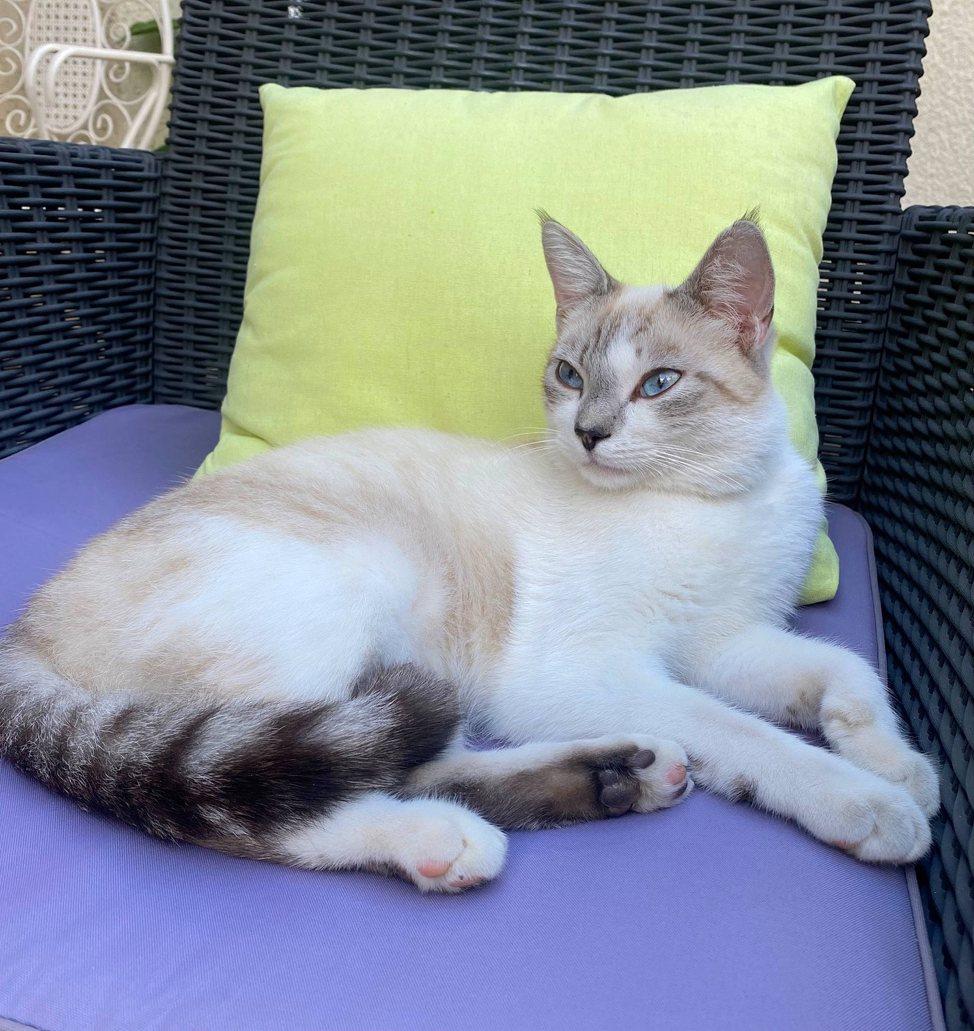 Biancchi participe au concours pour gagner de l'argent avec cette photo : bedding, carnivore, cat, cat_supply, claw, comfort, domestic_short_haired_cat, fawn, felidae, fur, linens, paw, pet_supply, pillow, sitting, small_to_medium_sized_cats, snout, tail, throw_pillow, whiskers