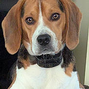 Gunner is registered to the contest to win money with this photo: dog, beagle, pet, animal, close_up, brown, white, black, collar, ears, face, fur, indoor, portrait, looking, sitting, cute, canine, muzzle, expression