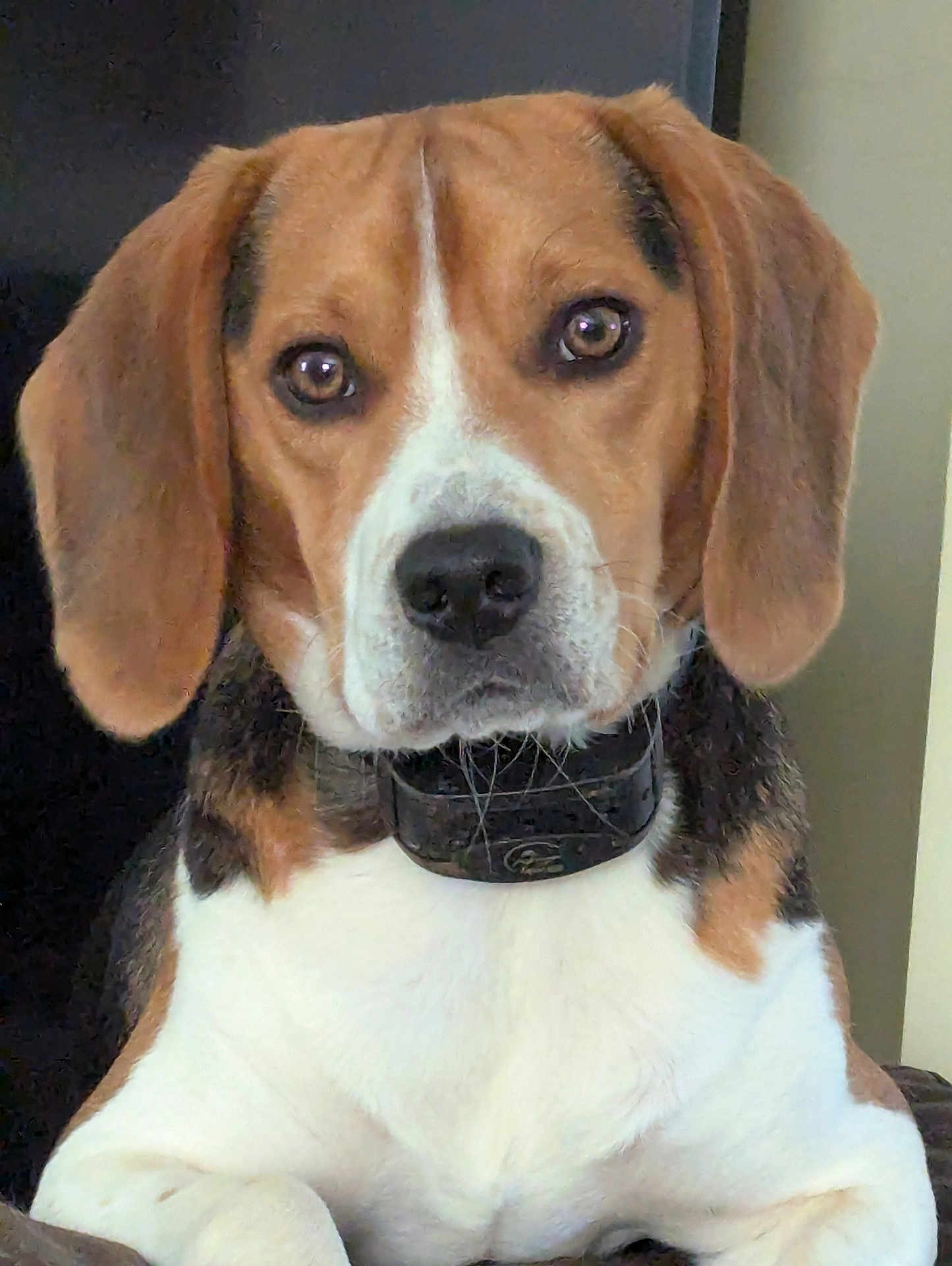 Gunner is registered to the contest to win money with this photo: dog, beagle, pet, animal, close_up, brown, white, black, collar, ears, face, fur, indoor, portrait, looking, sitting, cute, canine, muzzle, expression
