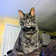 Blu is registered to the contest to win money with this photo: cat, tabby_cat, indoor, leather_couch, yellow_eyes, whiskers, pet, feline, fur, ears, nose, domestic_animal, household, looking, sitting, close_up, animal, cute, curious, portrait