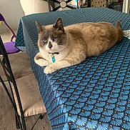 N Golo a rejoint le concours — aidez-le/la à gagner de superbes lots ! cat, table, tablecloth, chair, indoor, furniture, pet, blue, pattern, floor, wood_floor, computer, monitor, clothes, hanger, cushion, domestic, relaxed, collar, home